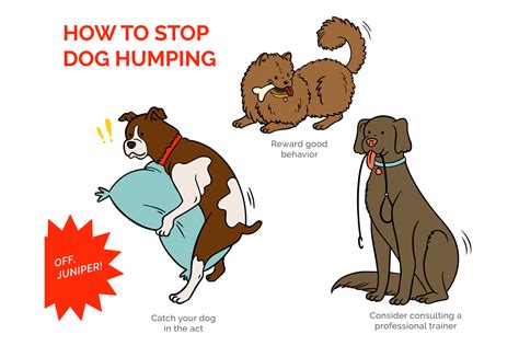 dog hump girl|Why Do Girl Dogs Hump Each Other – [Vet Explains Pets]